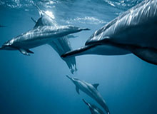 世界杯手机直播-林良锋：别只吹凯恩孙兴慜，穆鸟的中场司令必须赞